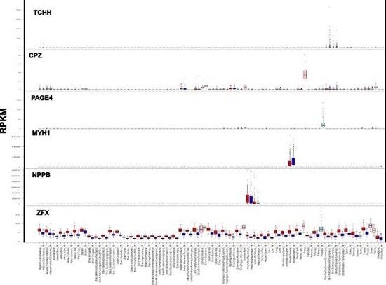 男女基因的差异